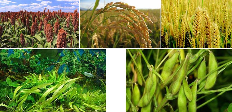 浙江魚飼料午夜美女福利视频采購注意事項 浙江魚飼料午夜美女福利视频采購注意事項