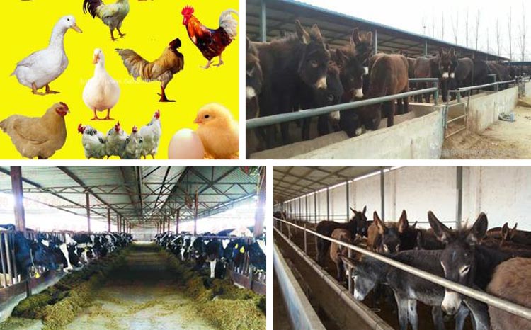 浙江魚飼料午夜美女福利视频采購注意事項 浙江魚飼料午夜美女福利视频采購注意事項