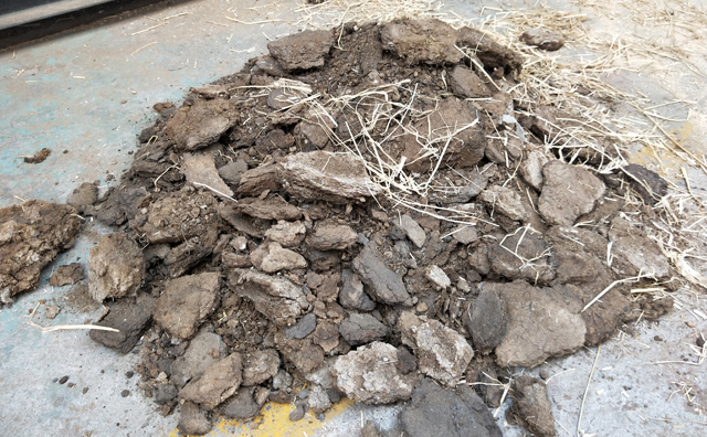 羊糞圖片 羊糞圖片