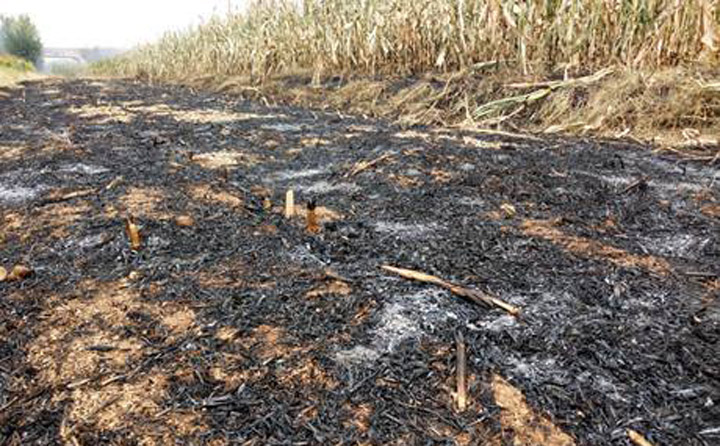 秸稈午夜美女福利视频增加秸稈利用渠道，減少秸稈亂燒現象