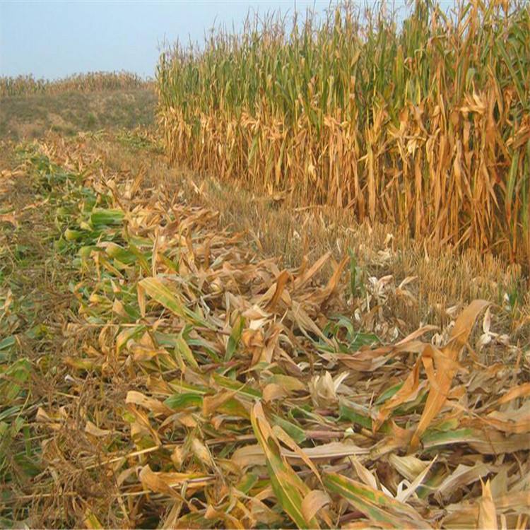 每年產生大量秸稈 生物質午夜美女福利视频械