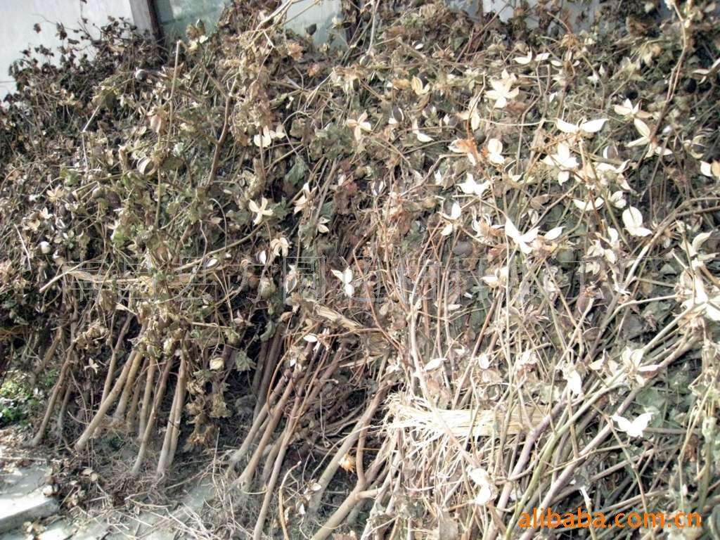 棉花秸稈 生物質午夜美女福利视频械