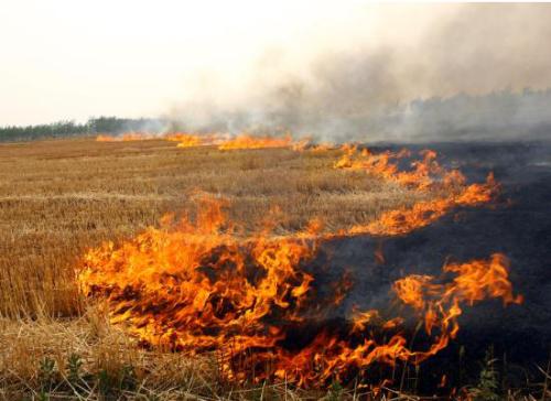 秸稈焚燒屢禁不止 生物質午夜美女福利视频械