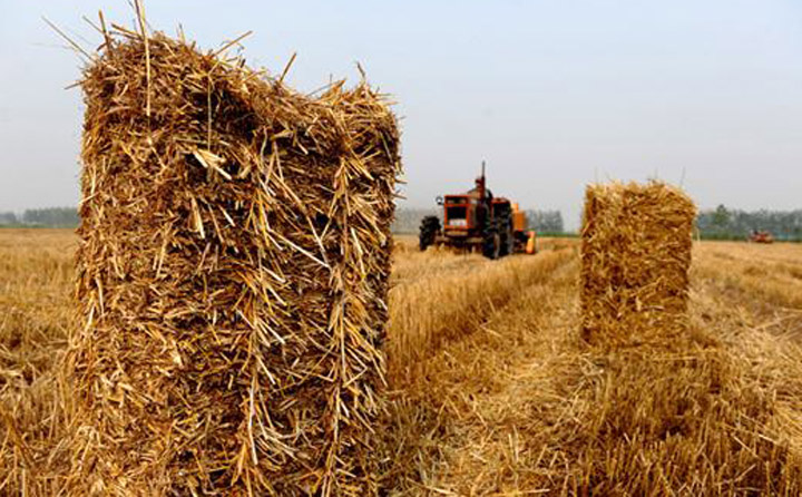 農林剩餘物是寶貴的生物質資源 生物質午夜美女福利视频械