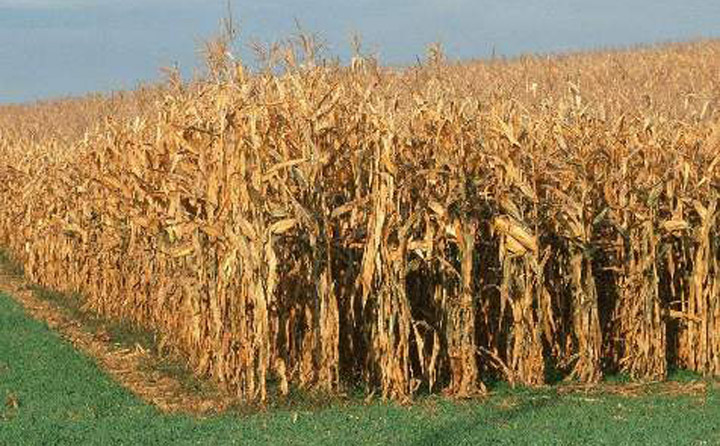 生物質午夜美女福利视频械