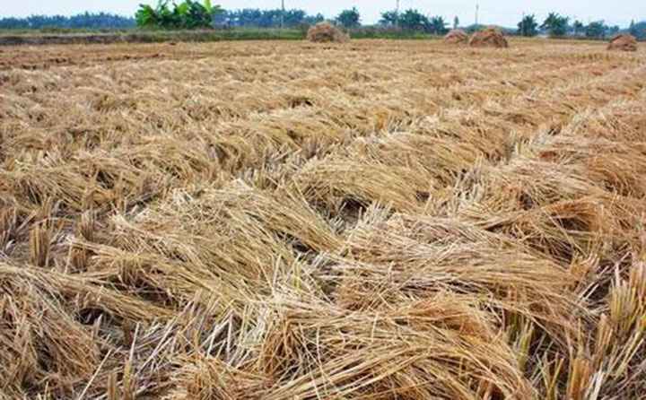 秸稈 生物質午夜美女福利视频械