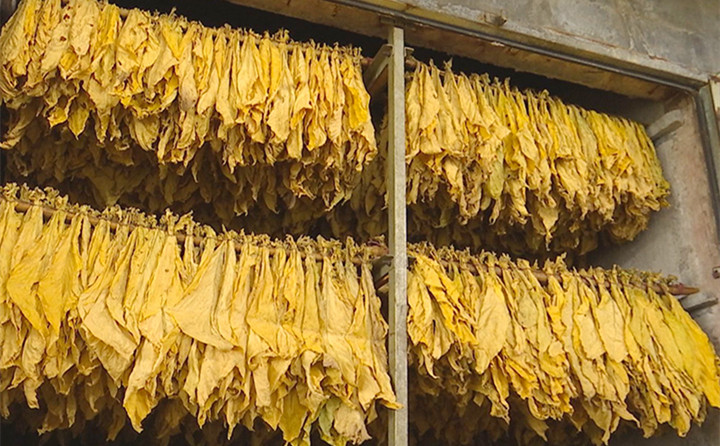 生物質燃料午夜美女福利视频顆粒全產業鏈，利用木材邊角料、秸稈、稻草、稻殼、花生殼、玉米芯、油茶殼、棉籽殼等廢料，加工形成塊狀和顆粒狀環保新能源，助力烤煙烘烤，推進鄉村振興