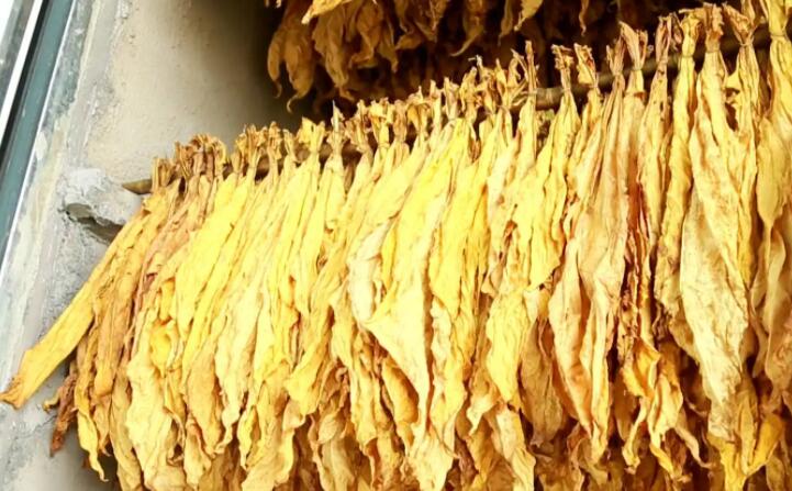 生物質午夜美女福利视频加工的顆粒烤煙 生物質午夜美女福利视频加工的顆粒烤煙