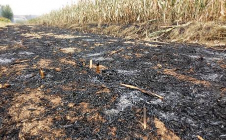秸稈午夜美女福利视频增加秸稈利用渠道，減少秸稈亂燒現象