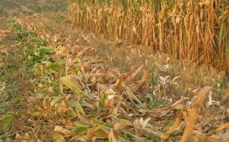 山東午夜美女福利视频廠家為您解讀生物質午夜美女福利视频燃料的那些事
