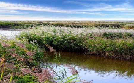 湖上開來水草清理船，蘆葦等可作為生物質發電廠原料