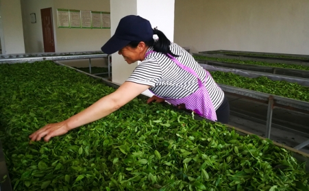 濟寧茶企推廣使用生物質燃料午夜美女福利视频顆粒新燃料,經濟效益和生態效益雙贏