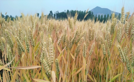 關於生物質能源的文章