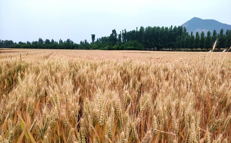 分析我國生物質能源有哪些利用？