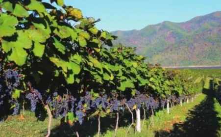 果樹枝可以製作燃燒顆粒嗎？需要用哪種生物質午夜美女福利视频？