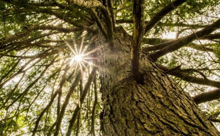 生物質午夜美女福利视频，主要都加工哪些原料？