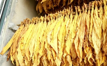 湖北秭歸煙草：“低碳”助力綠色發展