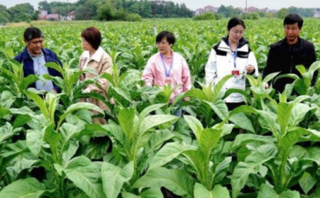 江西吉安：生物質烘烤 &ldquo;點燃&rdquo; 煙葉產業綠色轉型之路